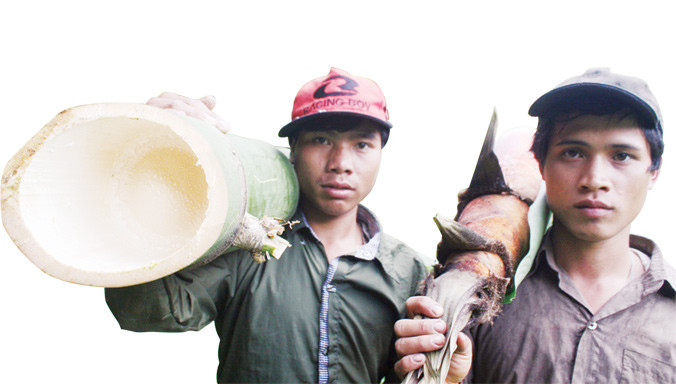 Tre khủng, măng cũng khủng. Ảnh: Nguyễn Thành.