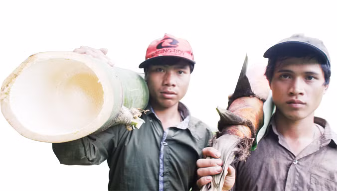 Tre khủng, măng cũng khủng. Ảnh: Nguyễn Thành.
