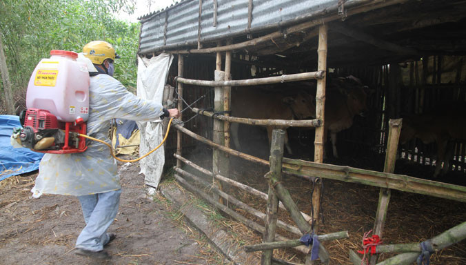 Tiêm vắc-xin phòng dịch LMLM trên đàn gia súc ở thôn Linh Chiểu (xã Triệu Sơn, huyện Triệu Phong, Quảng Trị). ẢNH: H.T.