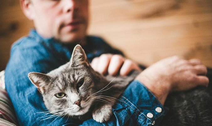 Chú mèo được vô số người trên thế giới ủng hộ