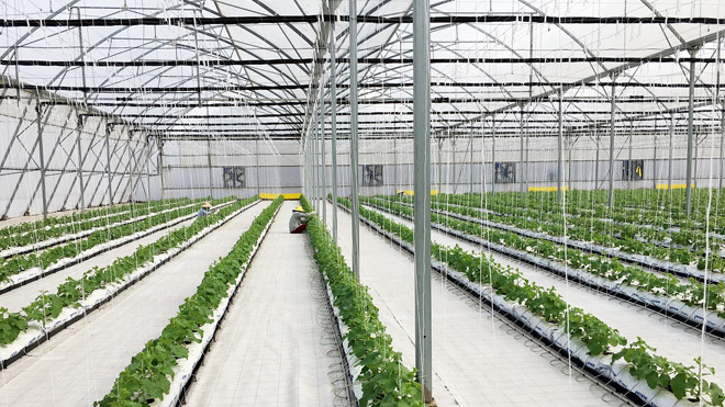 Vingroup ra mắt sản phẩm trái cây nhà kính đầu tiên