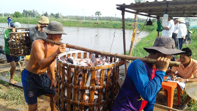 Thương lái Trung Quốc giảm mua cá tra quá lứa, khiến người nuôi đứng ngồi không yên. Ảnh: Bình Phương.