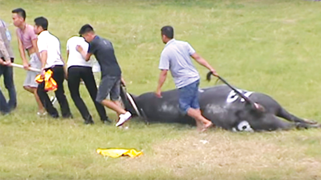 Con trâu thua bị lôi ra khỏi sân đấu.