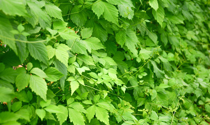 Giảo cổ lam: Lựa chọn thế nào cho đúng?