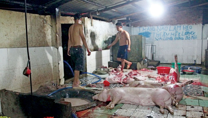 Cả đàn heo tại lò mổ có thể bị tiêu hủy khi phát hiện có chất cấm.