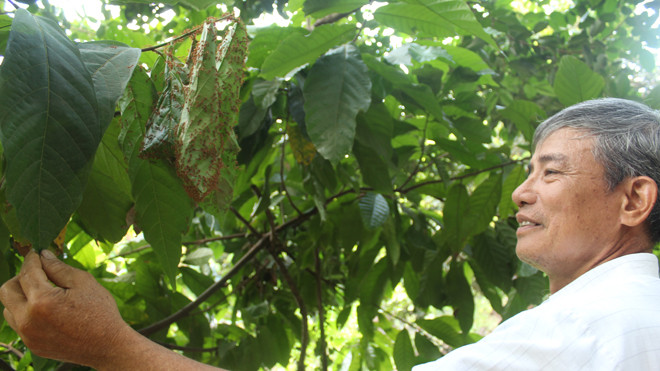 Ông Đoàn Văn Le người nuôi kiến bảo vệ vườn cây.