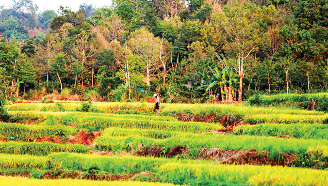 Ruộng bậc thang bên đồi Cư H Lăm, thị trấn Ea Pôk, huyện Cư Mgar, tỉnh Đắk Lắk.