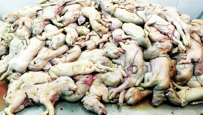 21h đêm 31/12/2015 tổ công tác liên ngành thuộc trạm kiểm dịch Thủ Đức - TPHCM phát hiện chiếc xe khách chở gần 200 con heo sữa thối, rỉ dịch đưa vào TPHCM tiêu thụ. Ảnh: Lê nhiên.