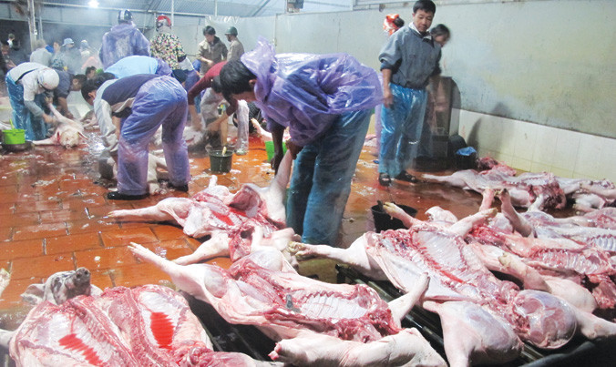Theo Bộ NN&PTNT, qua kiểm tra ở các lò mổ ở Hà Nội và Hải Dương gần đây, không phát hiện ra tồn dư chất cấm. Ảnh: Phạm Anh.