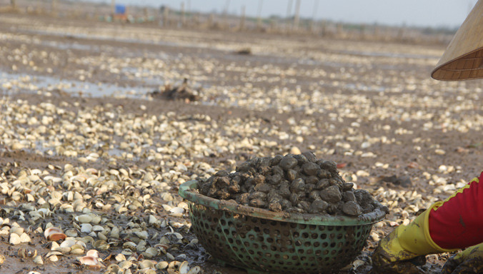 Ngao chết trắng đồng tại xã Mai Phụ (Lộc Hà).