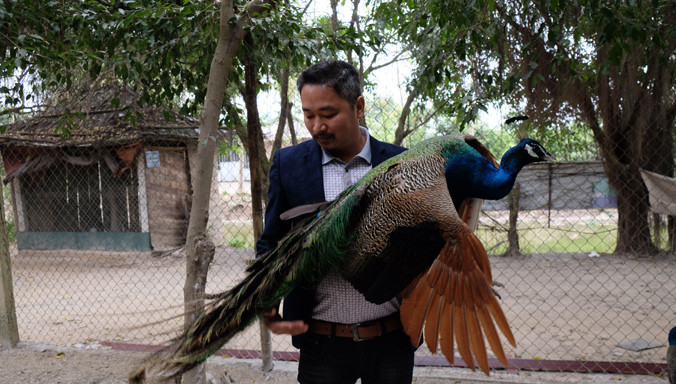 Anh Trần Nhữ Giáp bên một chú công trong “Vườn chim Việt”.