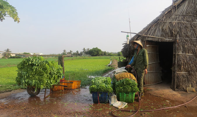 Nông dân dự án rau an toàn tiền tỷ vẫn phải tự đầu tư thiết bị.