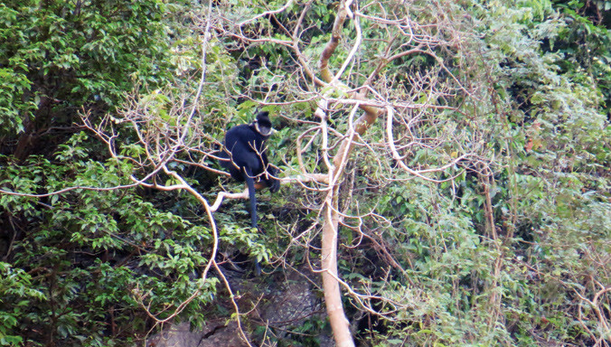 Con voọc đầu đàn tách bầy nhìn chúng tôi có vẻ cảnh giác.