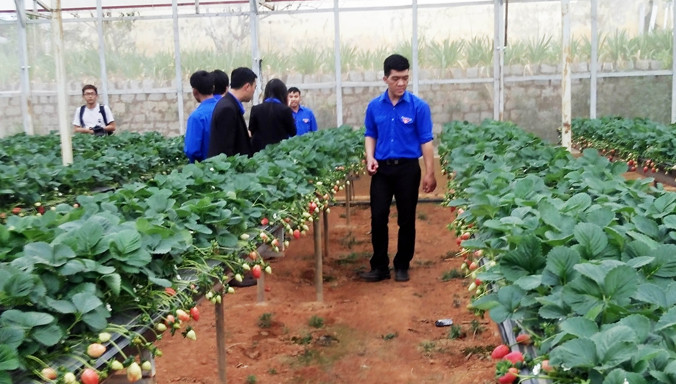 Vườn dâu tây công nghệ cao.