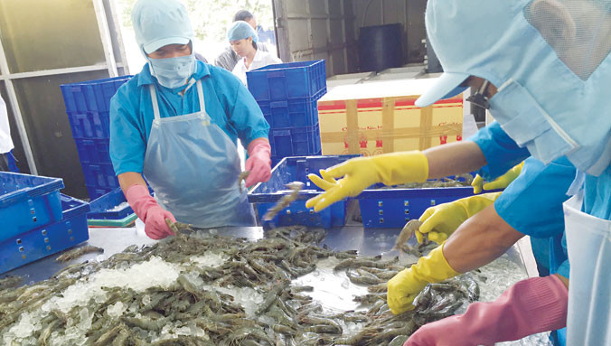 Hàng trăm đơn hàng bị trả lại liệu có cảnh tỉnh được các doanh nghiệp xuất khẩu thủy sản. Ảnh: PV.