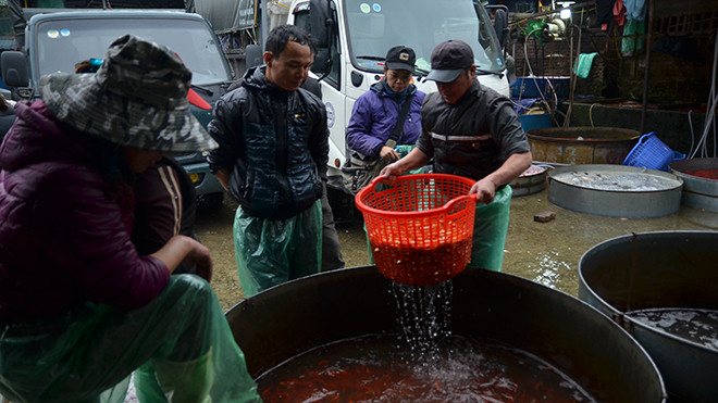 Cá chép vàng tại các chợ hút khách. Ảnh: Thanh Hà.
