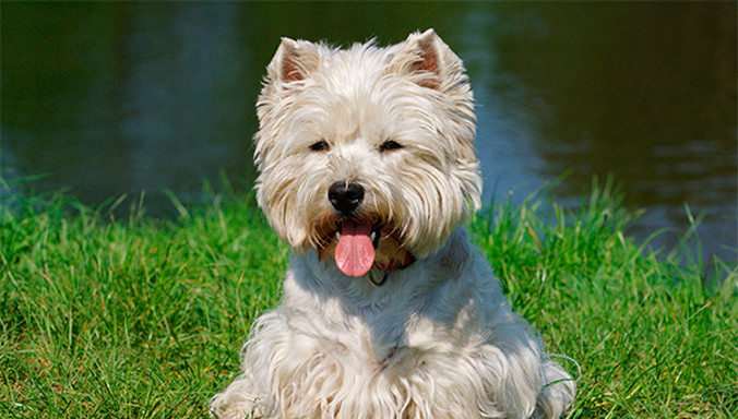 Tuyển đại sứ chó