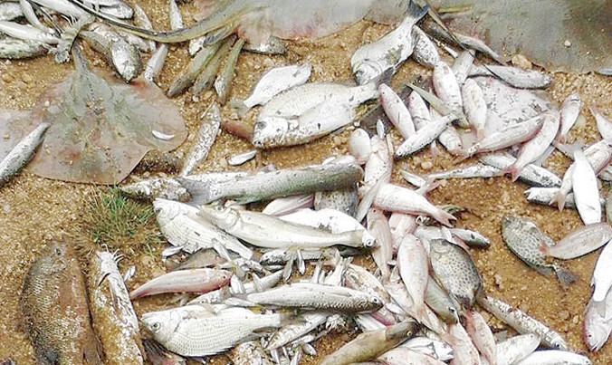 Cá ở vùng biển Hà Tĩnh chết trôi dạt vào bờ sau khi Formosa xả thải ra biển. Ảnh: Minh Thùy.