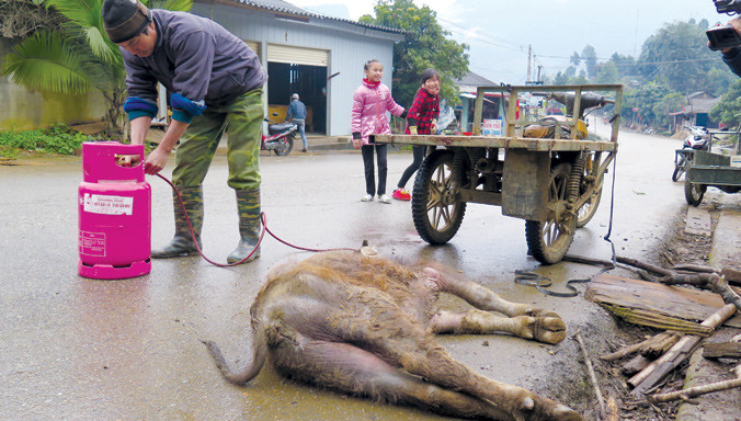 Trâu chết vì không chịu nổi giá rét. Ảnh: Tuấn Anh.