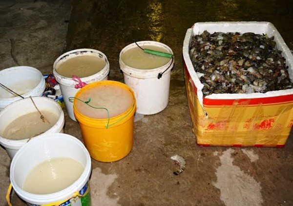 Niêm phong tôm chứa tạp chất tại công ty Quốc Ái. 