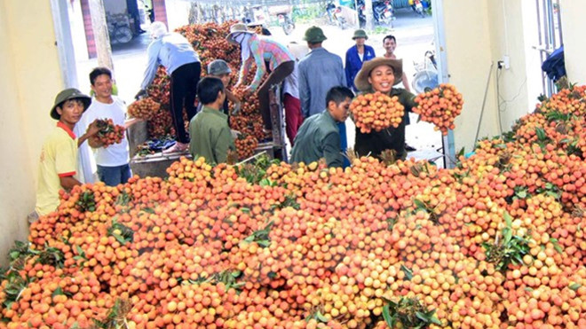 Thu mua vải thiều. Ảnh: Vũ Sinh/TTXVN.