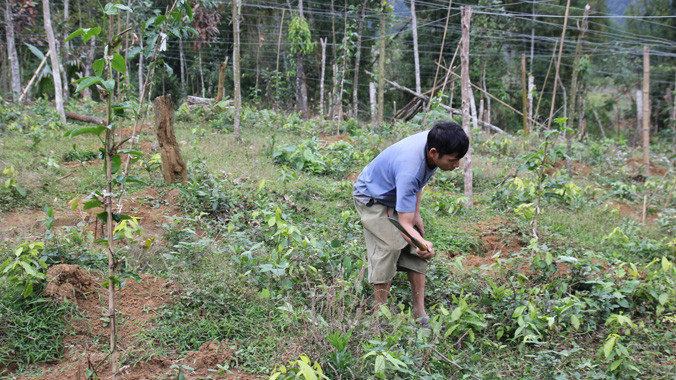 Lương Văn Dung (bản Yên Sơn, xã Tri Lễ, Quế Phong) phát cây bụi, chăm sóc cho vườn chanh leo của gia đình.
