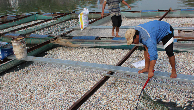 Hàng vạn con cá trắm dòn giống chết trắng bè của ông Điền.