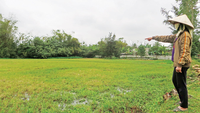 Ruộng bỏ hoang vụ Xuân tại Nghi Lộc, Nghệ An. Ảnh: Việt Hương.