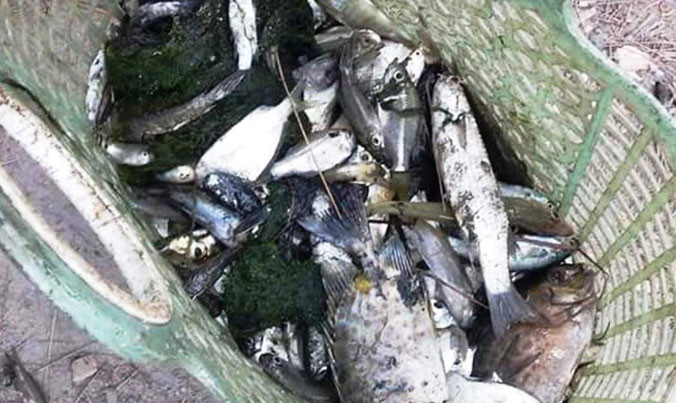 Cá chết la liệt, được người dân gom về cho heo ăn.