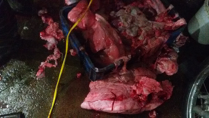 Cảnh giết mổ thường thấy ở các lò mổ tự phát.