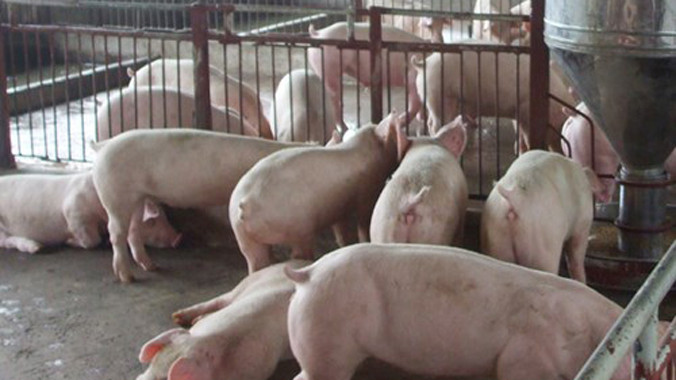 Đẩy mạnh phong trào không sử dụng chất cấm trong chăn nuôi. Ảnh: Ngọc Châu.