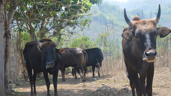 Đàn bò tót lai F1 đứng nghếch mũi khụt khịt khi thấy người lạ lại gần. Ảnh: Ngô Bình.