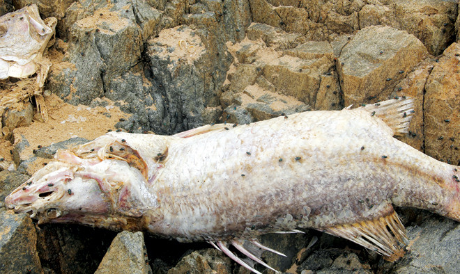 Chuyên gia nước ngoài đánh giá xả thải ở Vũng Áng