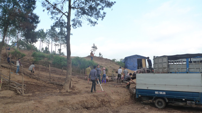 Các thương lái loay hoay tìm cách chăm giữ lợn khi chưa xuất khẩu được. Ảnh: P.V.