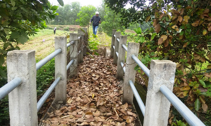 Tuyến kênh tưới bạc tỷ giờ bị bỏ hoang, ngập chìm trong cỏ rác, cây dại.