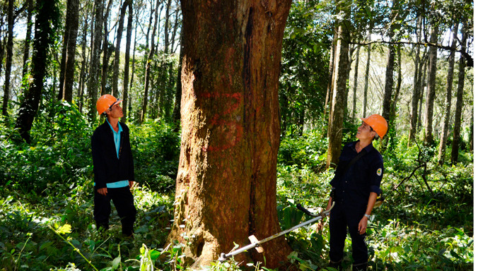 Gốc hương đường kính 1 mét trong khu rừng giữa thành phố.