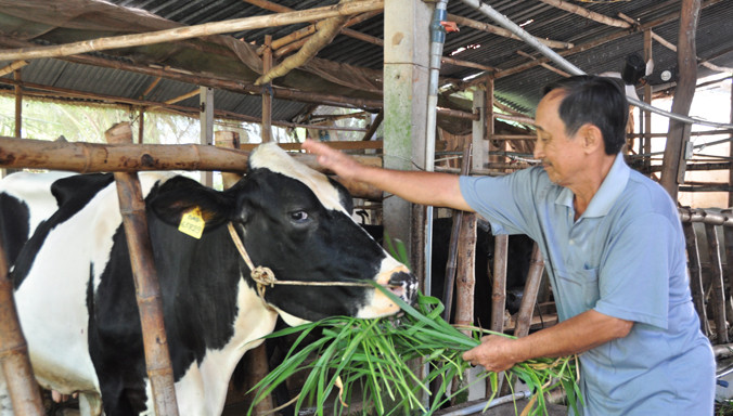 Ông Tuấn cho bò ăn. Ảnh: Hòa Hội.