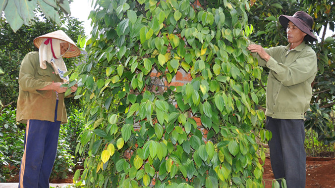 Vợ chồng chị Thu đang hái tiêu.