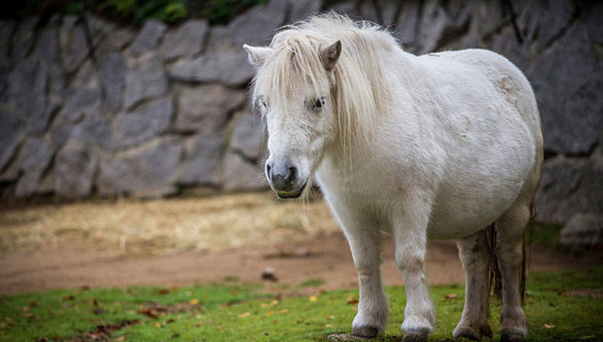 Ngựa bị bỏ rơi ở sân bay một năm trời