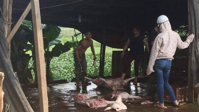 Một lò giết mổ lậu nằm giữa phường Đại Mỗ và phường Dương Nội hoạt động công khai.