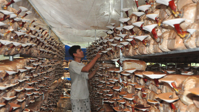 Trang trại nấm linh chi của anh Điền. Ảnh: Hòa Hội.