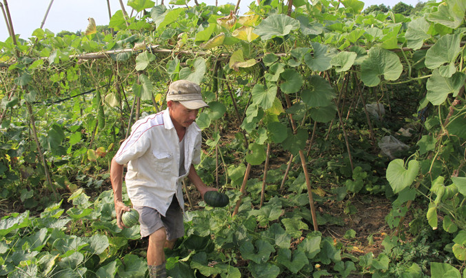 Ông Đặng Văn Thành, người dân thuộc vùng trồng rau an toàn xã Duyên Hà (Thanh Trì) cho biết, phải tự tìm đầu ra cho rau, củ, quả. Ảnh: Trường Phong.
