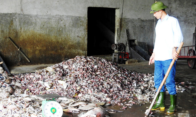 Cá chết trắng bờ biển Quảng Trị, được bà con ngư dân vớt, nhặt bán cho doanh nghiệp tư nhân. Ảnh: Hữu Thành.