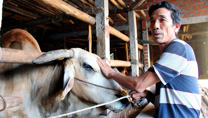 Ông Sửu và chú bò phổng phao nhờ phương pháp vỗ béo sạc. Ảnh: H. Văn.