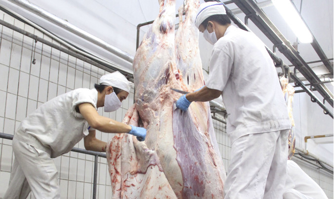 Quy trình giết mổ bò của Úc. Ảnh: Duy Dương.