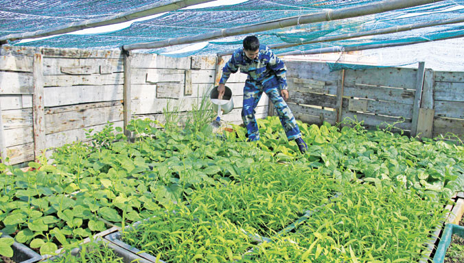 Vườn rau trên đảo Đá Tây A. Ảnh: Trường Phong.