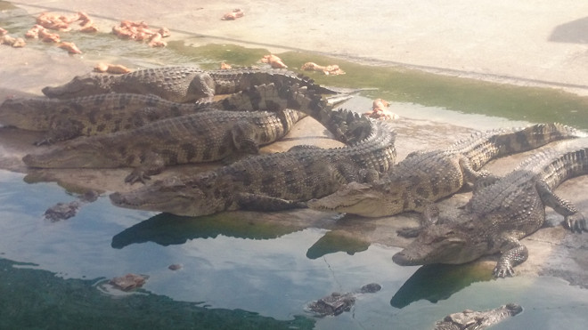 Cá sấu đến tuổi xuất bán, nhưng người nuôi vẫn phải găm chờ giá. Ảnh: M.T.