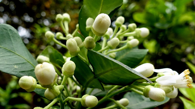 Một vẻ đẹp tháng Ba. Ảnh: Đỗ Đức.