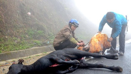 Trên 3.200 con gia súc chết rét