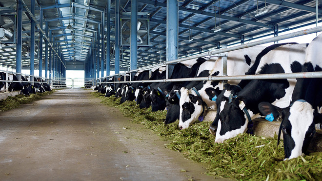 Vinamilk hiện đang có 10 trang trại trong đó có 7 trang trại theo chuẩn Global G.A.P trang bị công nghệ cao, khép kín từ đồng cỏ đến trang trại và 3 trang trại khác đang được công ty xây dựng.